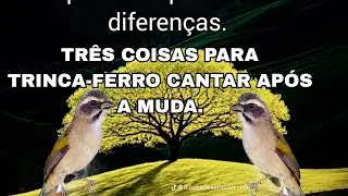 TRÊS COISAS PARA TRINCA-FERRO CANTAR APÓS A MUDA.