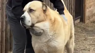 АЛАБАИ ТОЛЬКО ИЗ ЗА УВАЖЕНИЯ