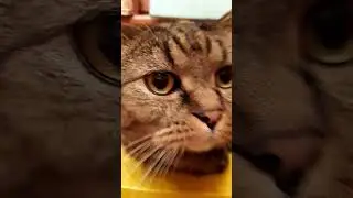 @kotiynet - Кот Вася поёт песню " Я кошак , а ты Кошак ? " 🐱🐈