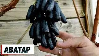 Виноград кишмиш Аватар