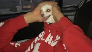 chihuahuaz