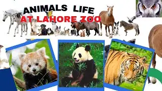 Animals eyes have power to speak  a great language /  Lahore zoo 2021