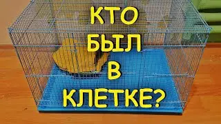 КТО ЖЕ БЫЛ В КЛЕТКЕ