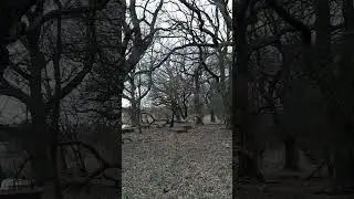 Die alte Eiche bei der Flak. Peenemünde V2 V1