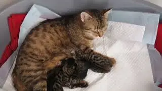 Кошка Слади и сладкие котята