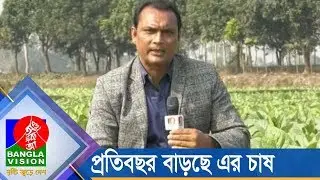 রংপুরে বেড়েছে তামাকের চাষ,