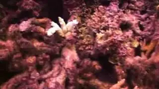 Coral Bleaching