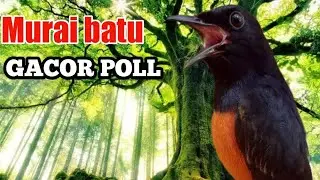 MURAI BATU GACOR POLL