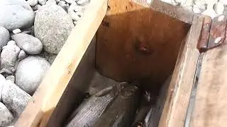 Хариус в сентябре. На Китое