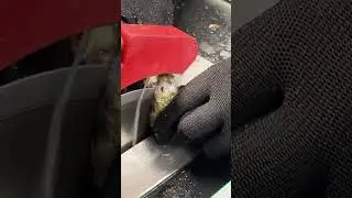 RARE stone found, cut, & polished...