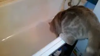 Official Video: Cat Bath Freak Out -Tigger the cat says 'NO!' to bath