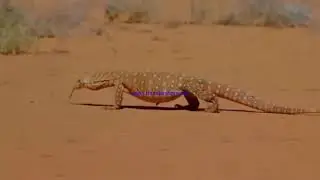 Ulitimate Fight To Survival Of Animals  Crazy Battle of Lion, Buffalo, Tiger, Leopard