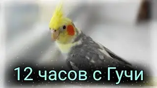 12 часов с Гучи!День с попугаем Корелла! Смешные попугаи!Чешу Гучи! Говорящий попугай Корелла