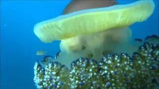 Underwater breath