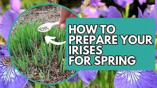 How to Prepare Your Irises for Spring | Iris Plant Care | Lazy Gardener's Guide to Irises