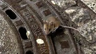 Station mice