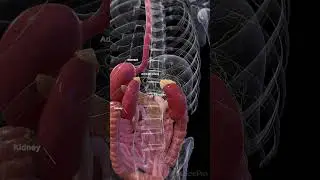 The Adrenal Glands: Small But Powerful
