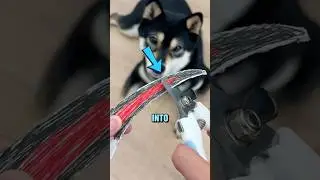 Best Nail Clipper For Dogs