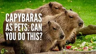 Capybaras as Pets: Can You Do This and… Should You?