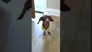 Scared of spiders 