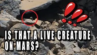 Curiosity Spots Live Creature On Mars