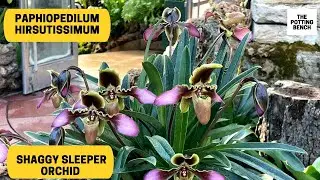 Paphiopedelum Hirsutissimum | Shaggy Paphiopedilum orchid