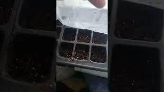 перец на рассаду.