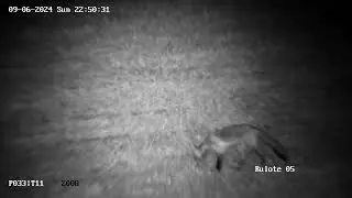 The fox visits my yard