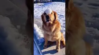 That’s what you do during snowing time #funny #dog #shorts
