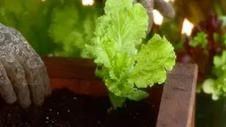 How to Start a Vegetable Garden | Everyday Health