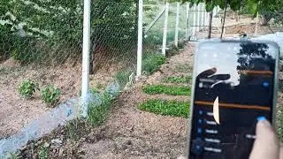 Automatic springer irrigation system for greenery - IoT