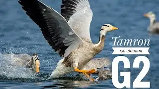 Tamron 150-600mm G2 SAMPLE IMAGES | Bird Photography  with Tamron 150-600 G2
