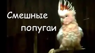 Смешные попугаи