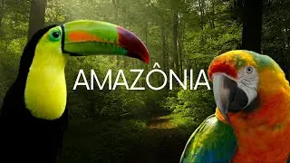 Amazônia Brazil - Espetáculo da Natureza