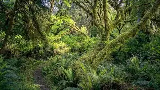 A Walk through the Redwoods.🌳🌼