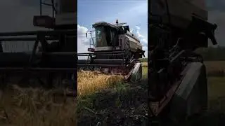 Вектор 410 на уборке ячменя 2023 года! Золотая пора! 