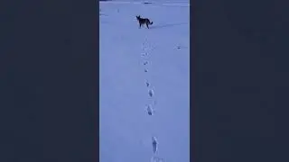 Catch me if you can
