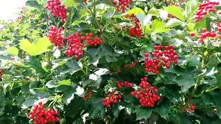 Август - преддверие осени! 🌻🍒🍏