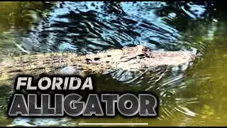 Encounter with a Florida Alligator
