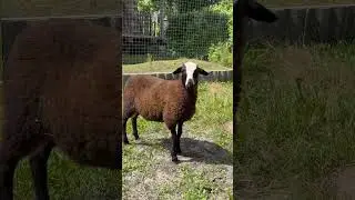 🐑 Баран  #деревня #лето #лето2024 #животные