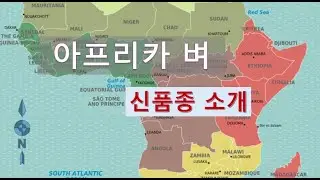 아프리카 벼, 신품종 소개