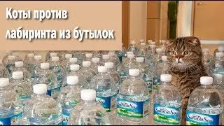 Пройдет ли кот лабиринт из бутылок