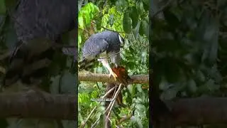 Predação - Harpia, quati e gavião-miudinho: O Duelo Inesperado na Amazônia 🌿🦅