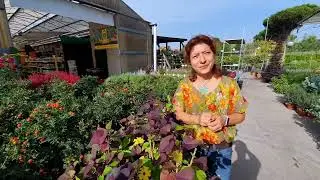 IPOMEA BATATAS o patata americana come curarla