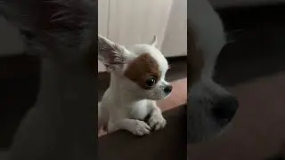 Злой отец 🥺 #венчикптенчик #чихуахуа #chihuahua