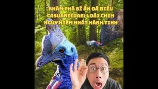 Khám Phá Bí Ẩn Đà Điểu Casuariidae: Loài Chim Nguy Hiểm Nhất Hành Tinh