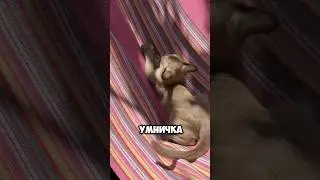 Умничка 😁😻 #cat #kitten #кот #бурма #прикол #бурманскиекотята #котики #купитькотенка #юмор