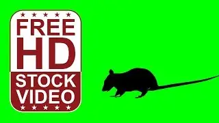 Free Stock Videos – animal silhouette rat smelling and eating side view on green screen