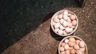 Жумыртка туу уясы жане жумыртка жинау процеси. Мотивация. 👍👍👍👍