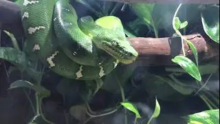 Bowfront Paludarium: Details and new fish!